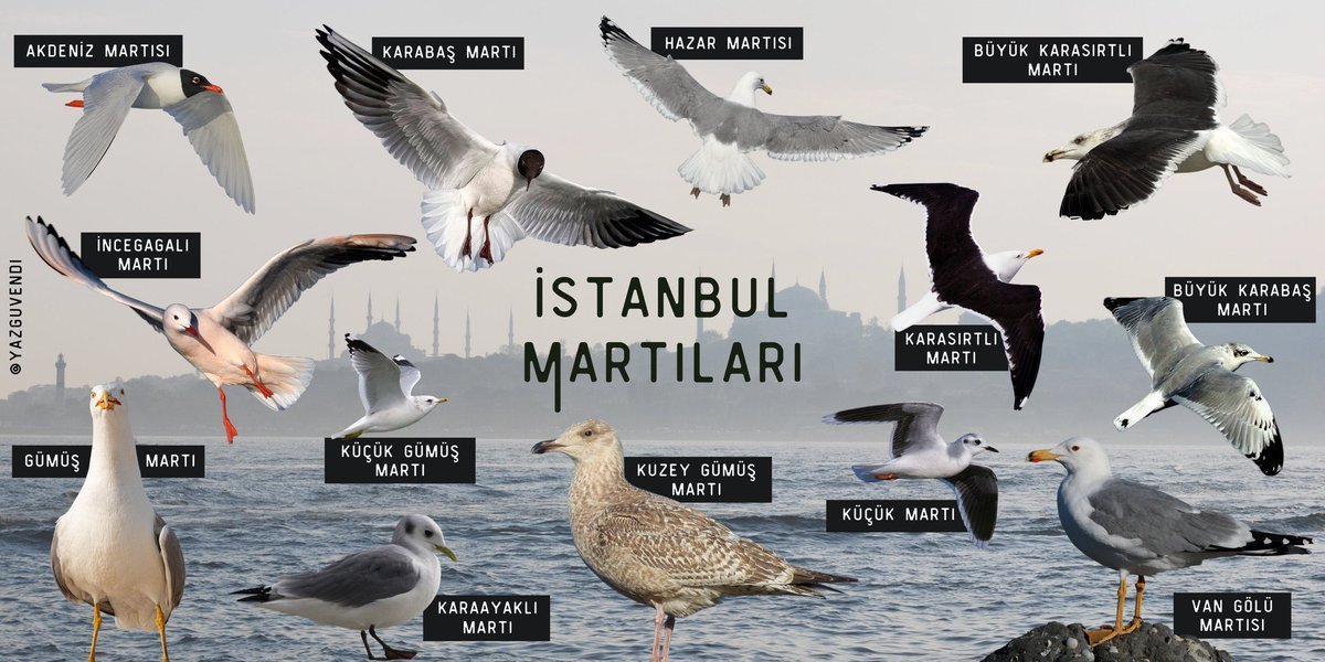 İstanbul'da 13 tür martı...