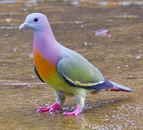 🕊️Pembe-Boyunlu Yeşil...