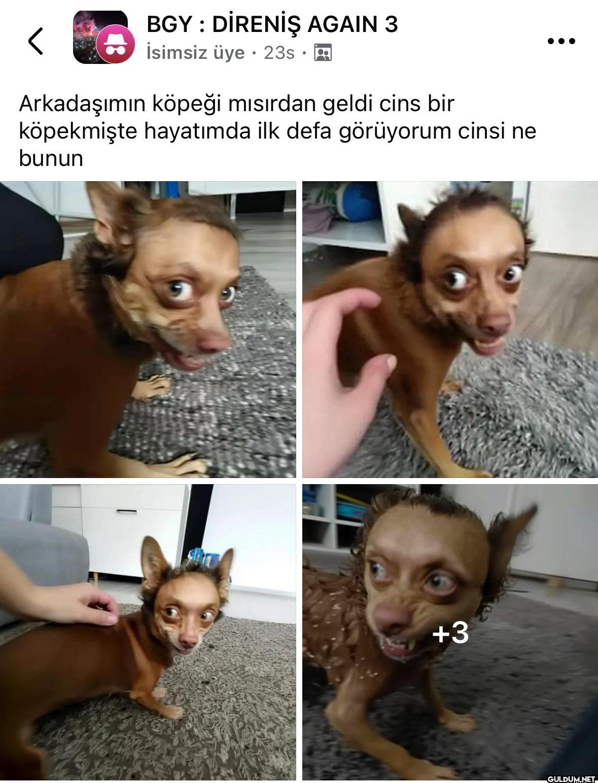Kuranı yırtan kıza...