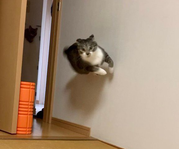 Uçan kedi...