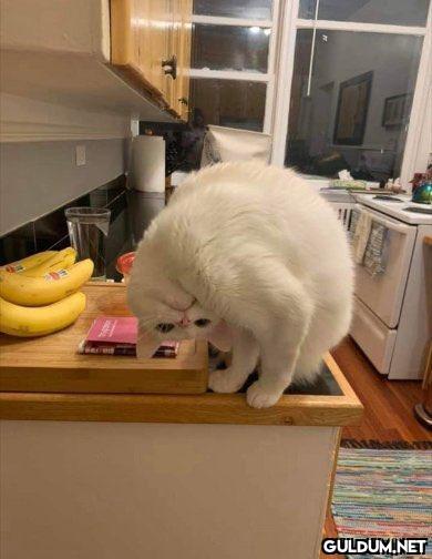 Bitane bile normal kedi...