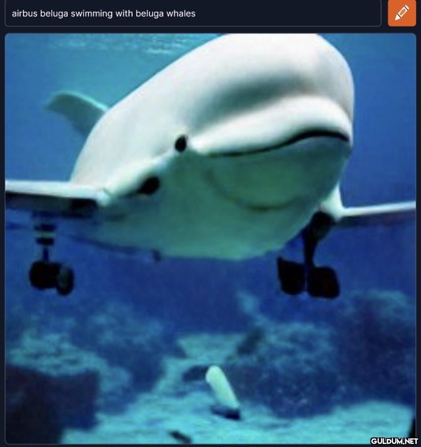 airbus beluga swimming...