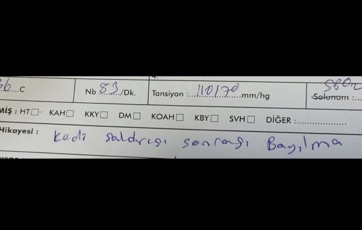 kedi terörü...