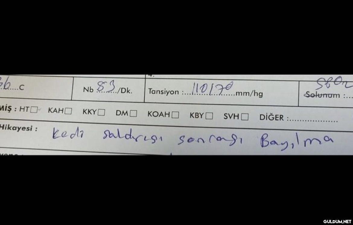 kedi terörü...