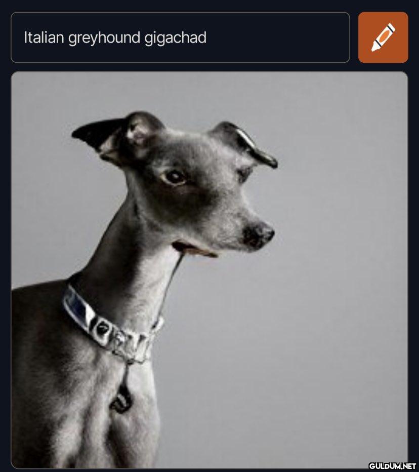 Italian greyhound gigachad   Kaynak