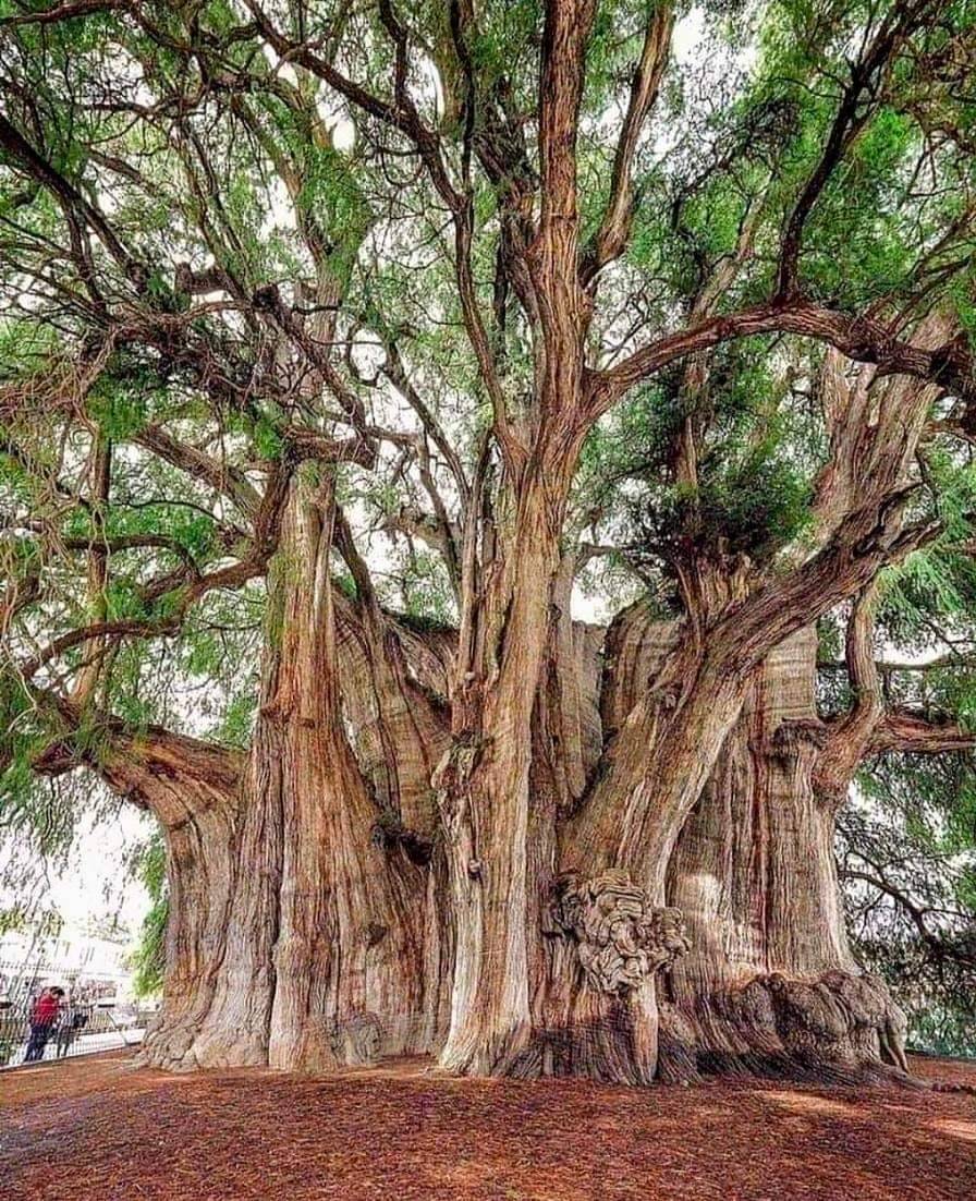 🌳Yaklaşık 2000 yaşındaki...