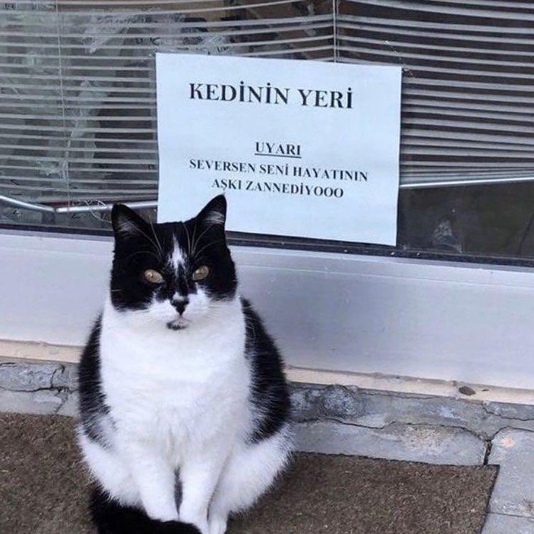 Benim enayilik seviyesi...