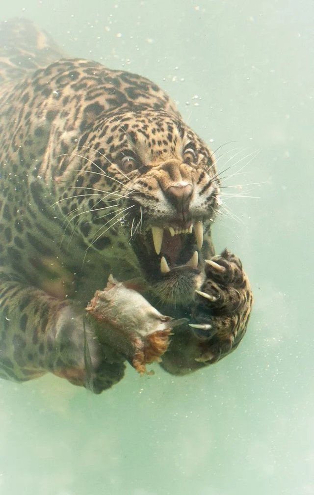 📸 Bir Jaguar deniz altında...