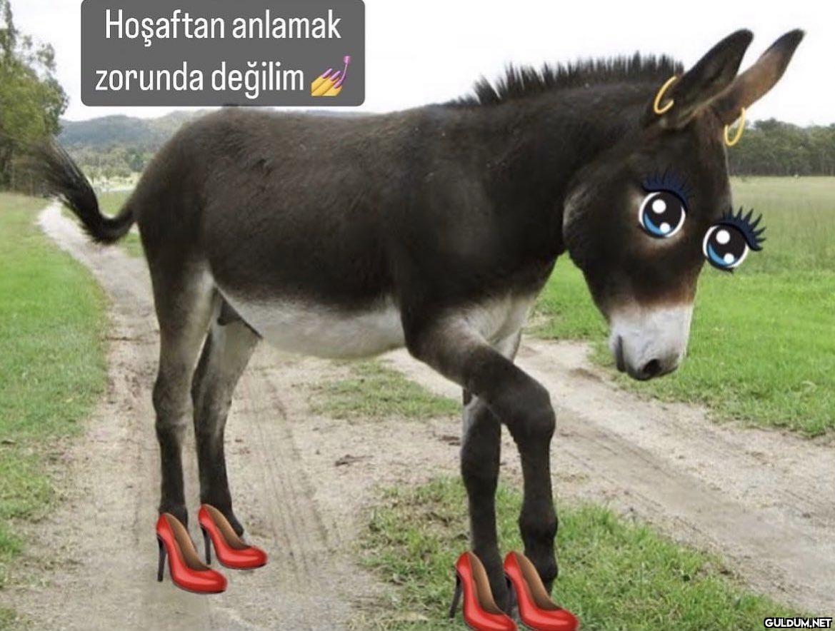 Hoşaftan anlamak zorunda...