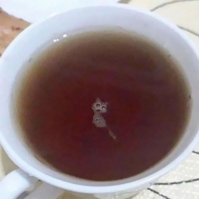 Her baktığım yerde kedi...