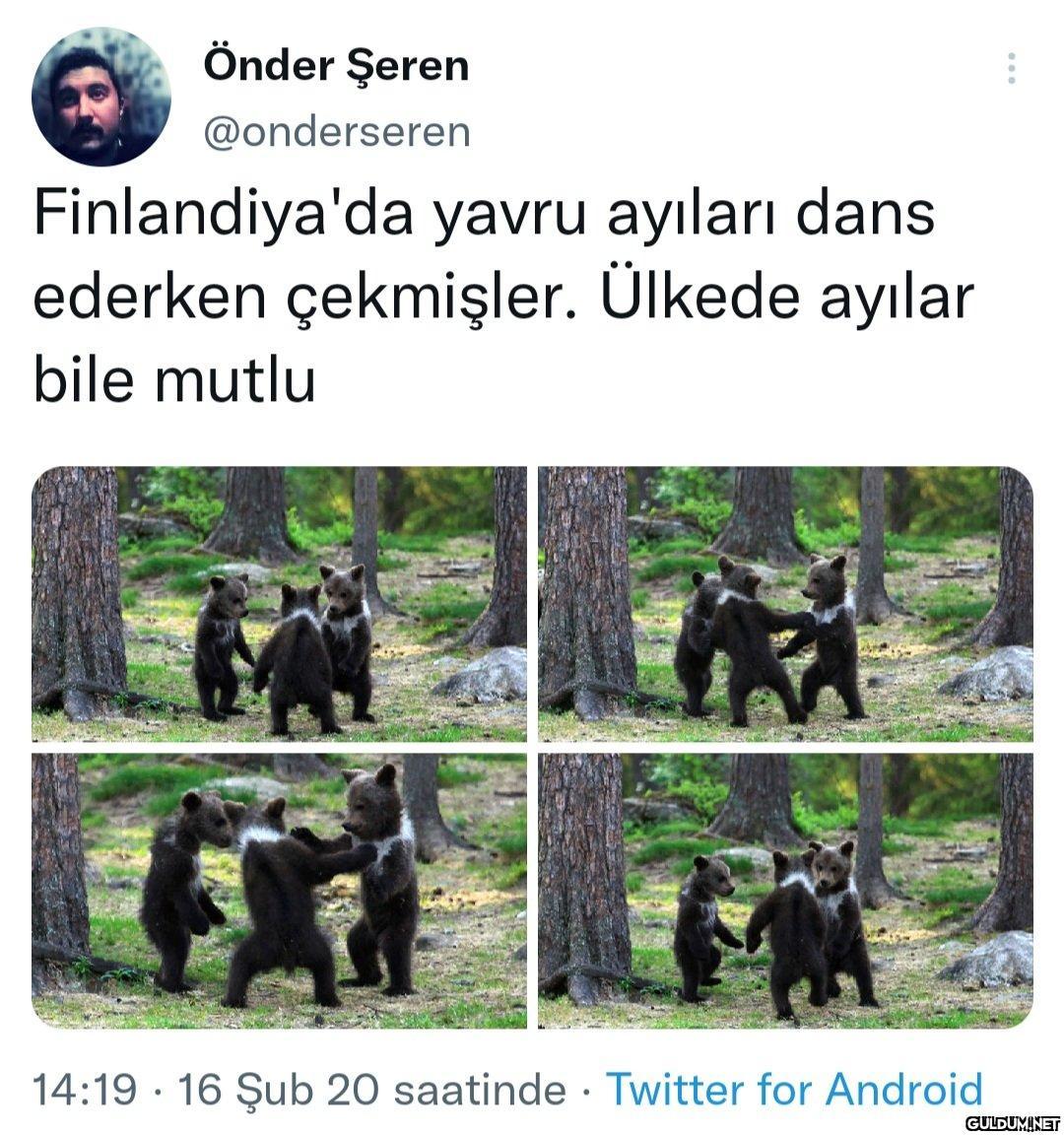 Ayılar için bile coğrafya...