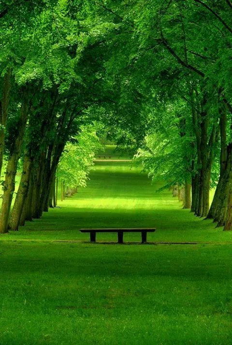 📸Summer Park, Chamarande,...