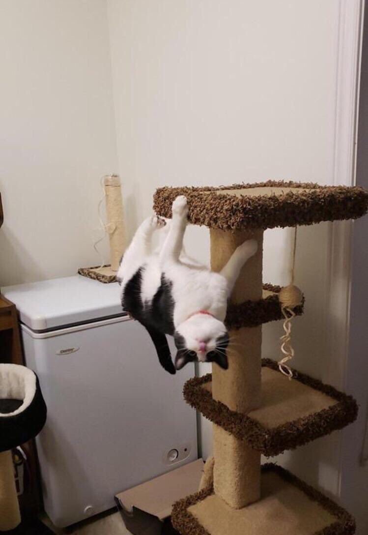 Yarasa kedi...