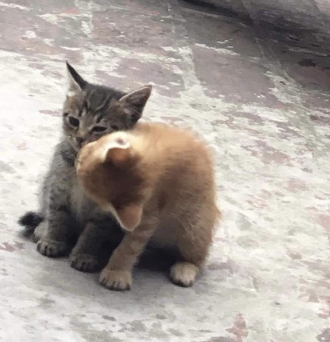 https://t.co/M9o7ocV8D6  Kaynak