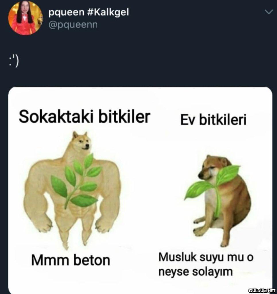 :') pqueen #Kalkgel...