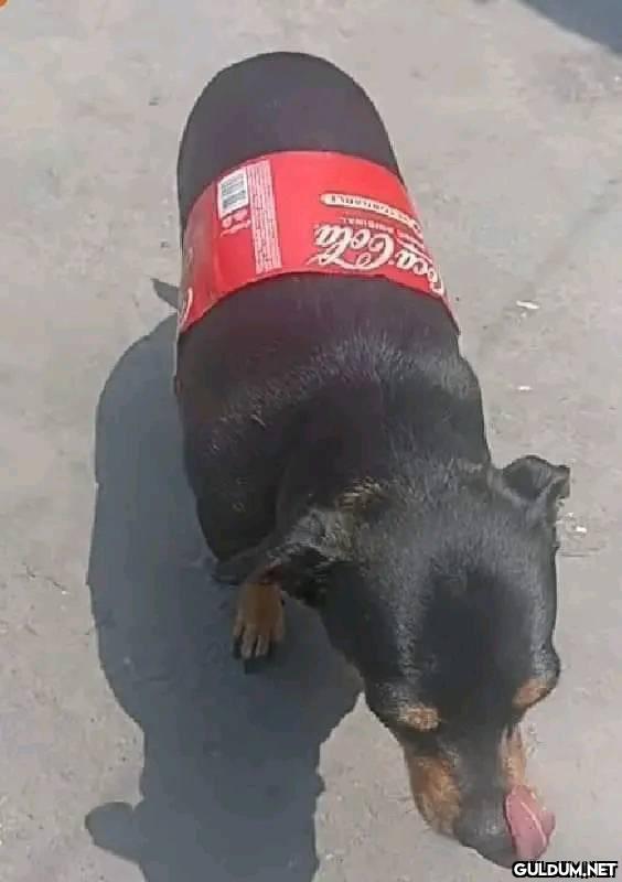 Foca-Cola   Kaynak