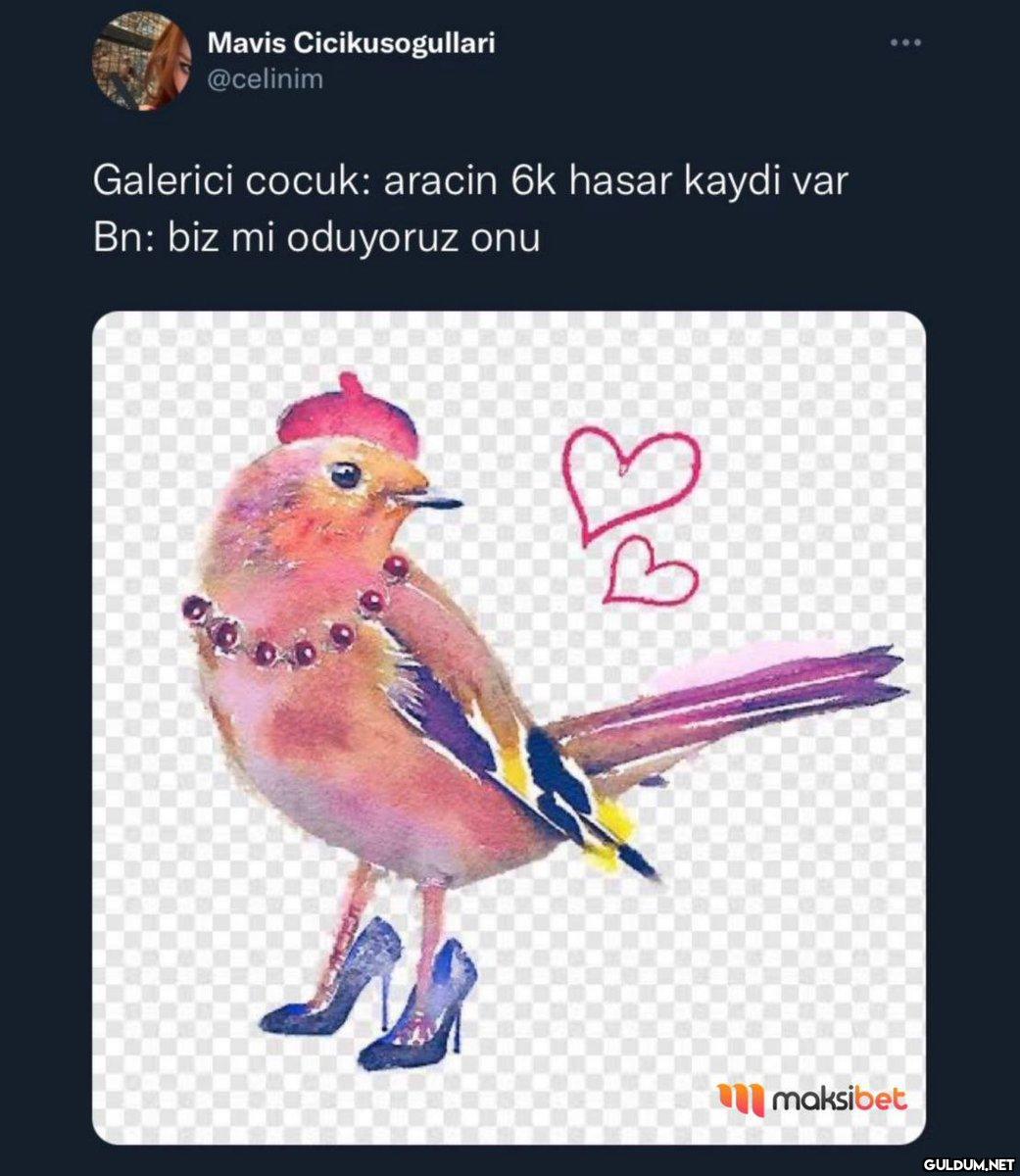 Mavis Cicikusogullari...