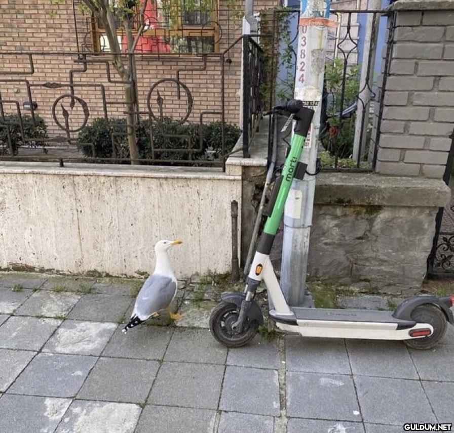 Denk gelişler...