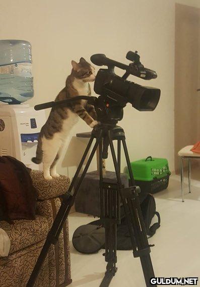 Ayla ve Müslümün...
