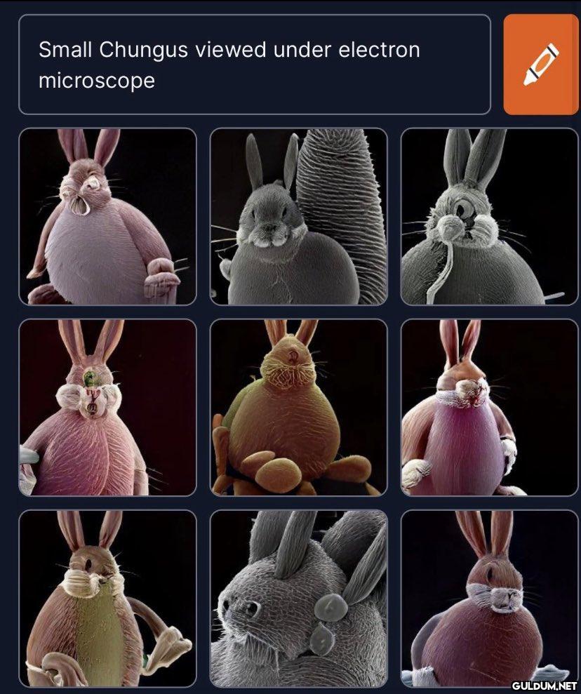 Small Chungus viewed under...