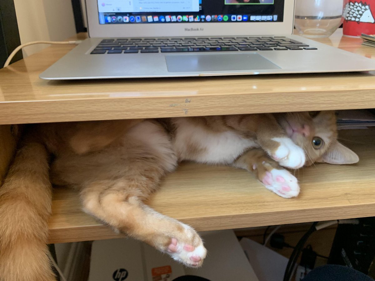 Bitane normal kedi yok...