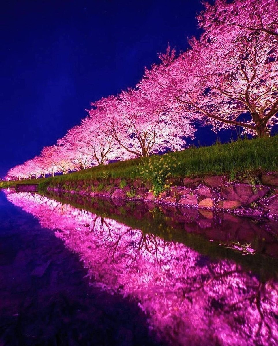 🍒Kiraz Çiçekleri, Japonya....
