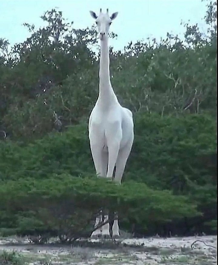 🦒 Daha önce albino bir...