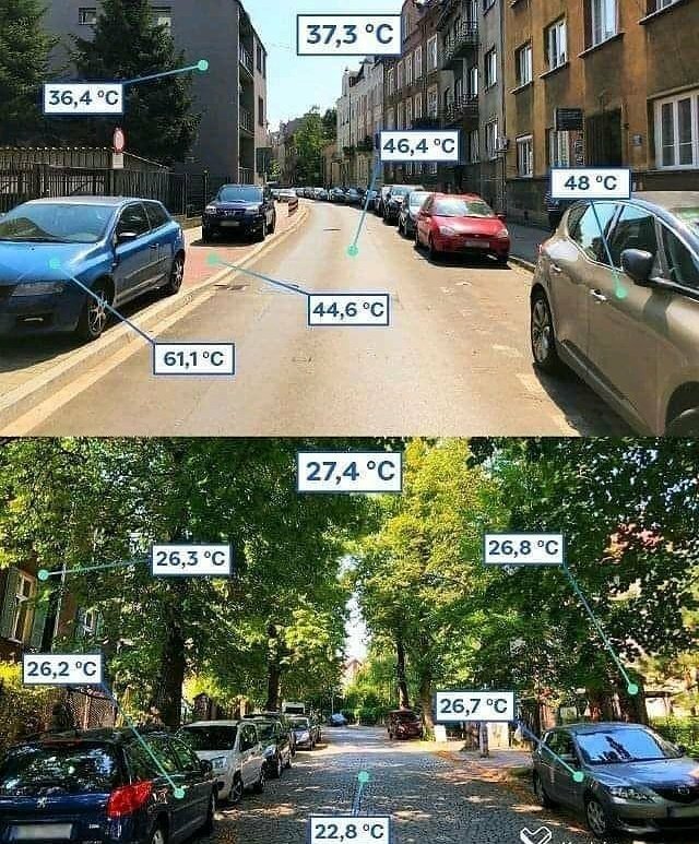 🌳 Ağaçlar, bir şehrin...