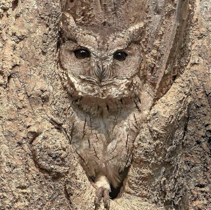 🦉Bir baykuşun kamuflaj...