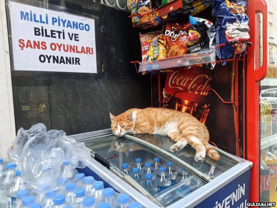 Sıcak ve nem yüzünden...