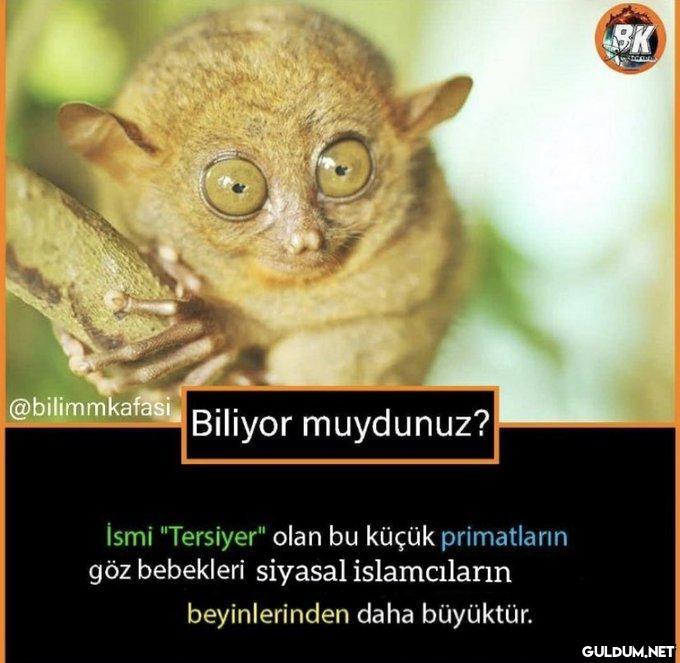 @bilimmkafasi Biliyor...