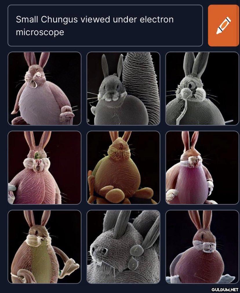 Small Chungus viewed under...