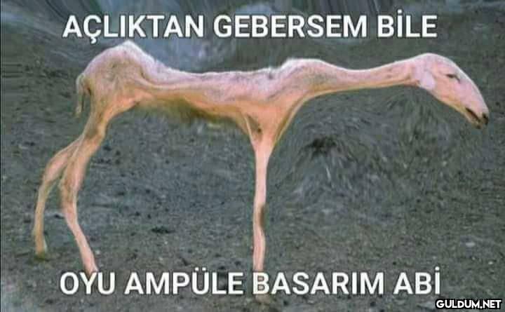 AÇLIKTAN GEBERSEM BİLE OYU...