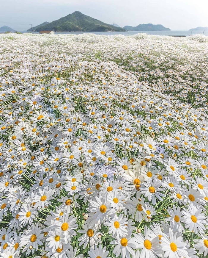 🌼 Çiçek açan papatyalar,...