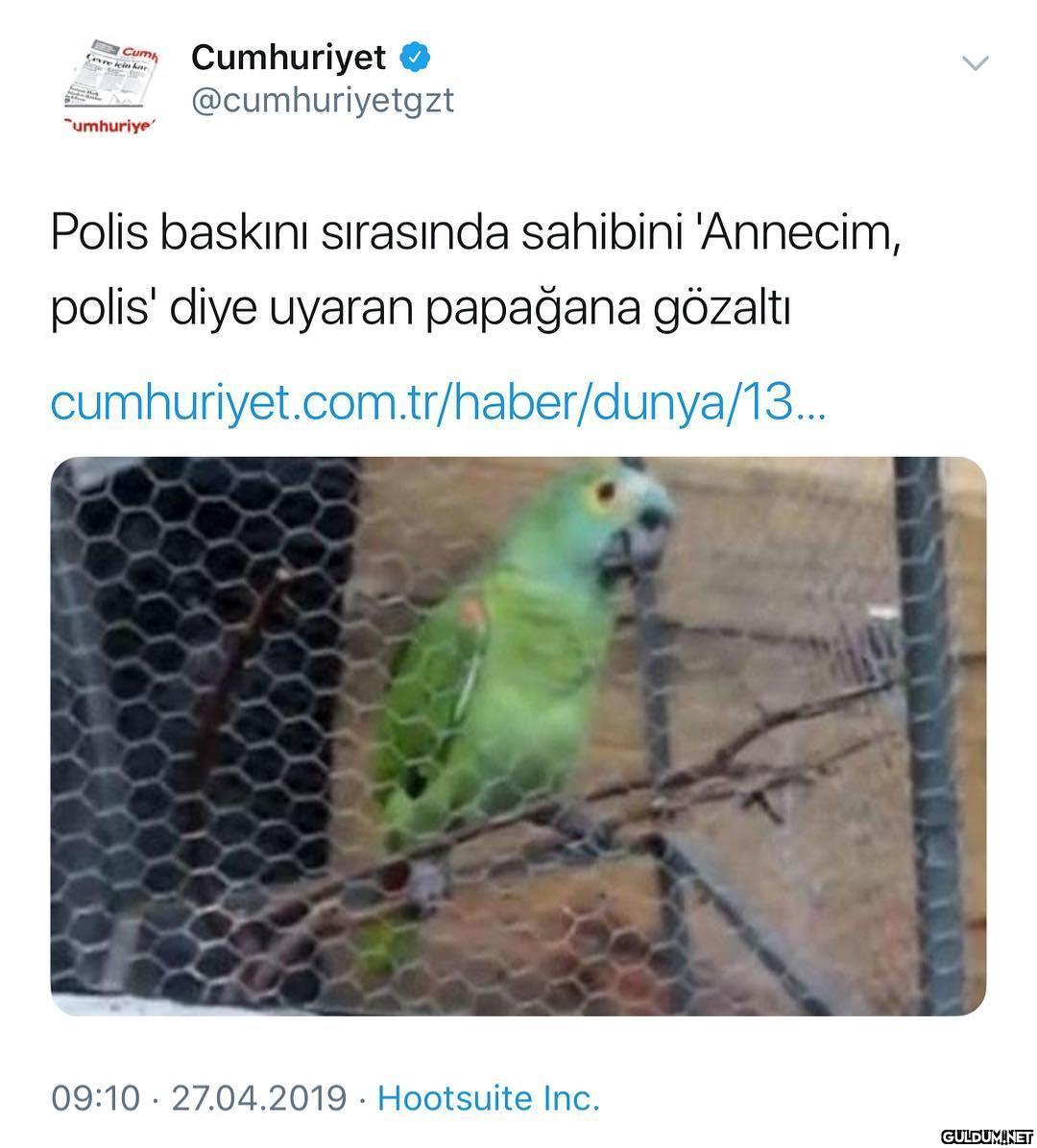 Sahte Kabadayı papağan...