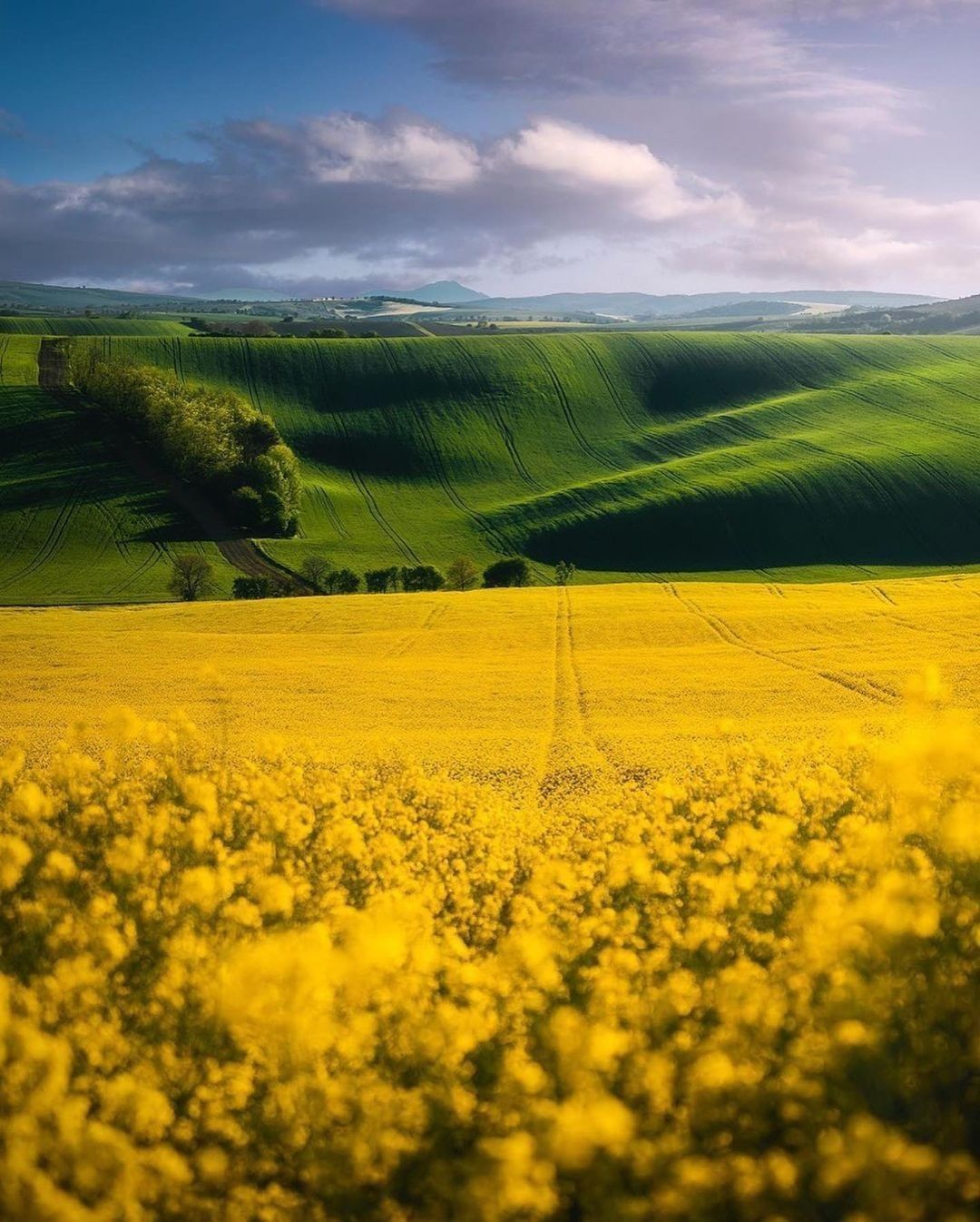 Dreamy fields 💚💛 Follow...