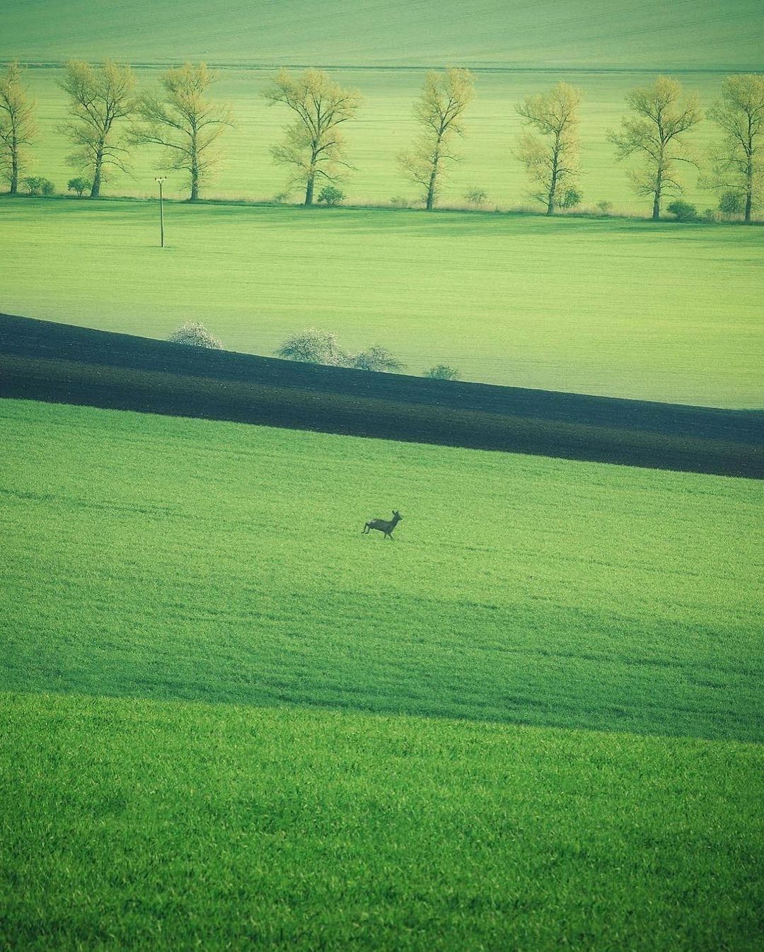 Dreamy fields 💚💛 Follow...