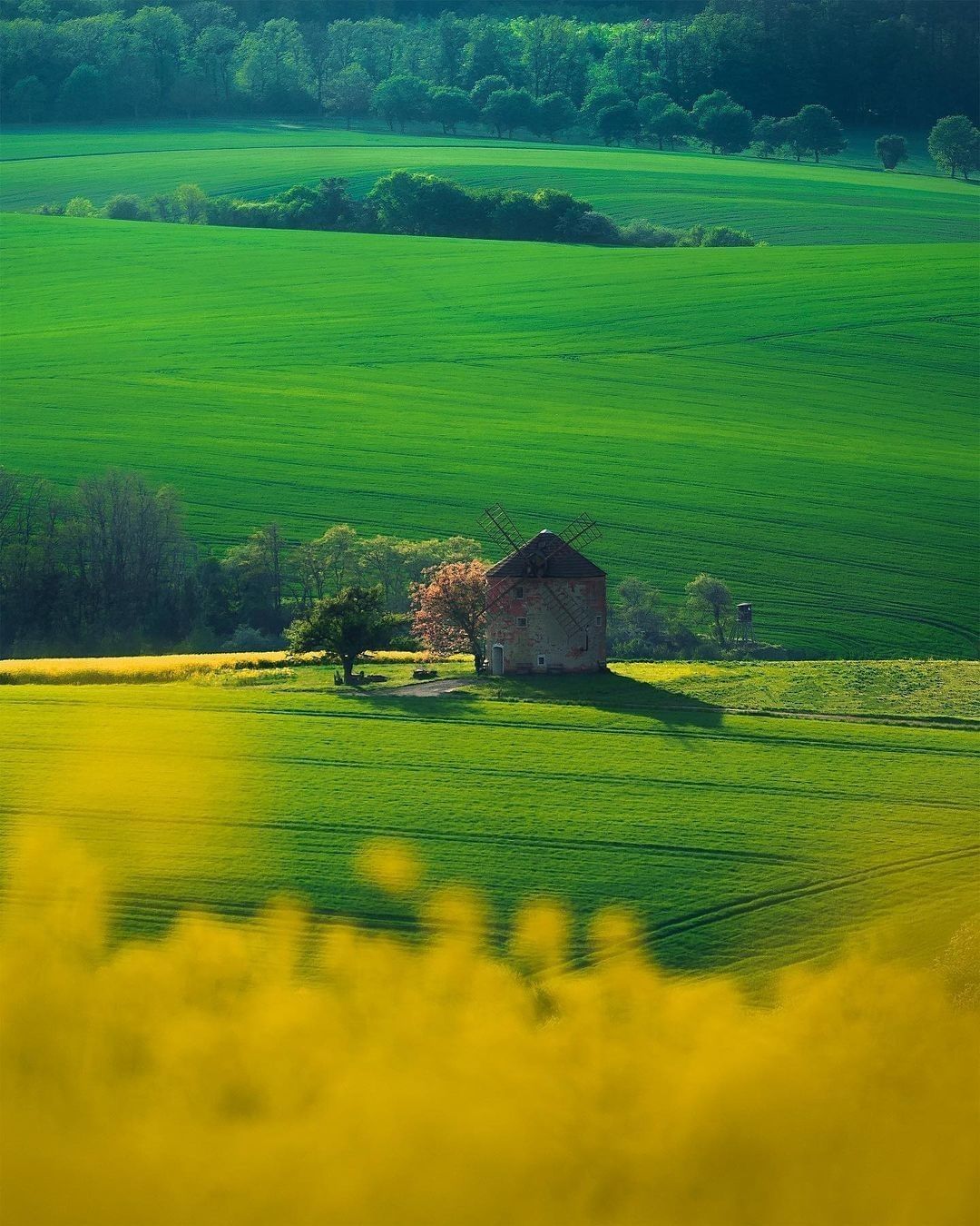 Dreamy fields 💚💛 Follow...