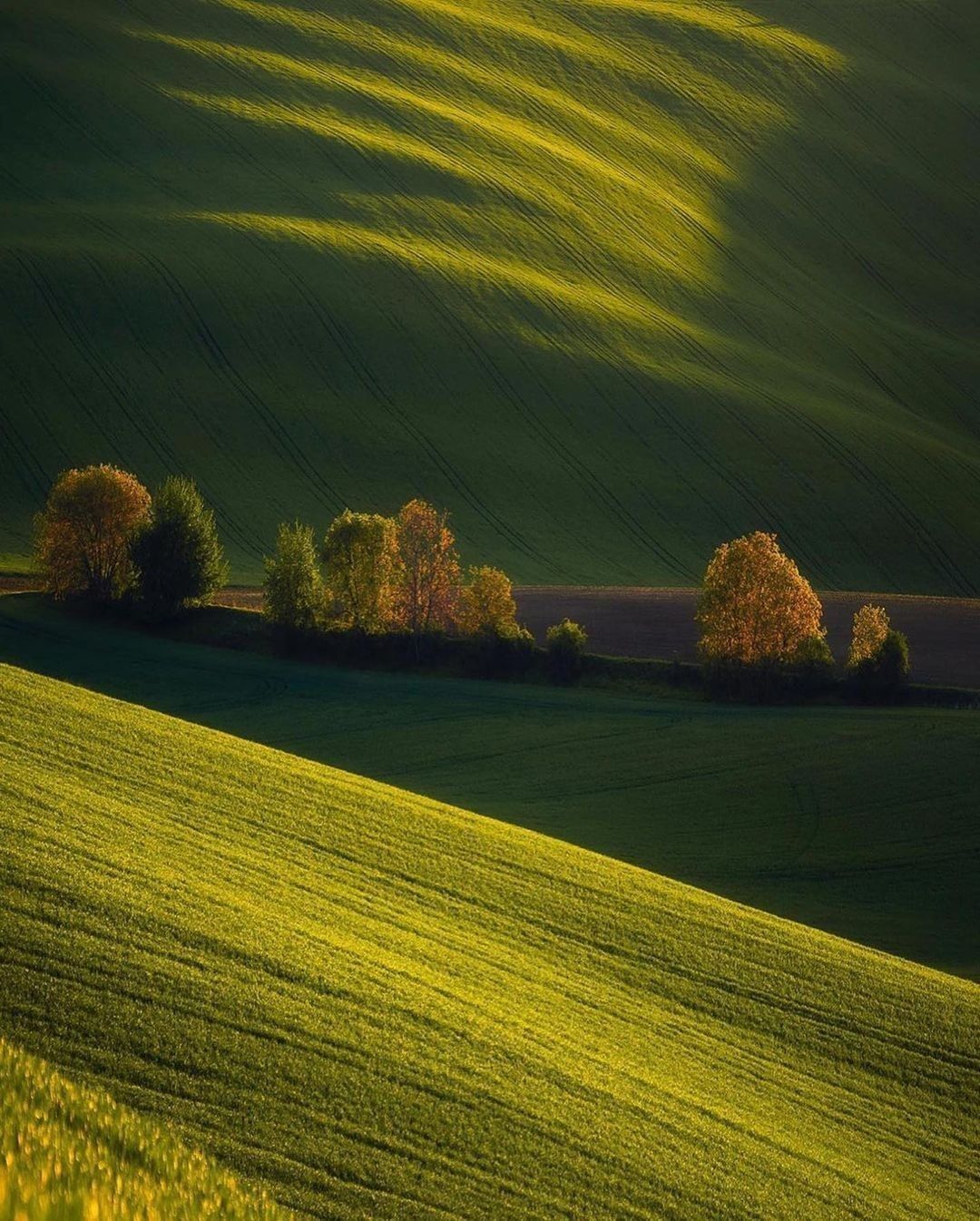Dreamy fields 💚💛 Follow...