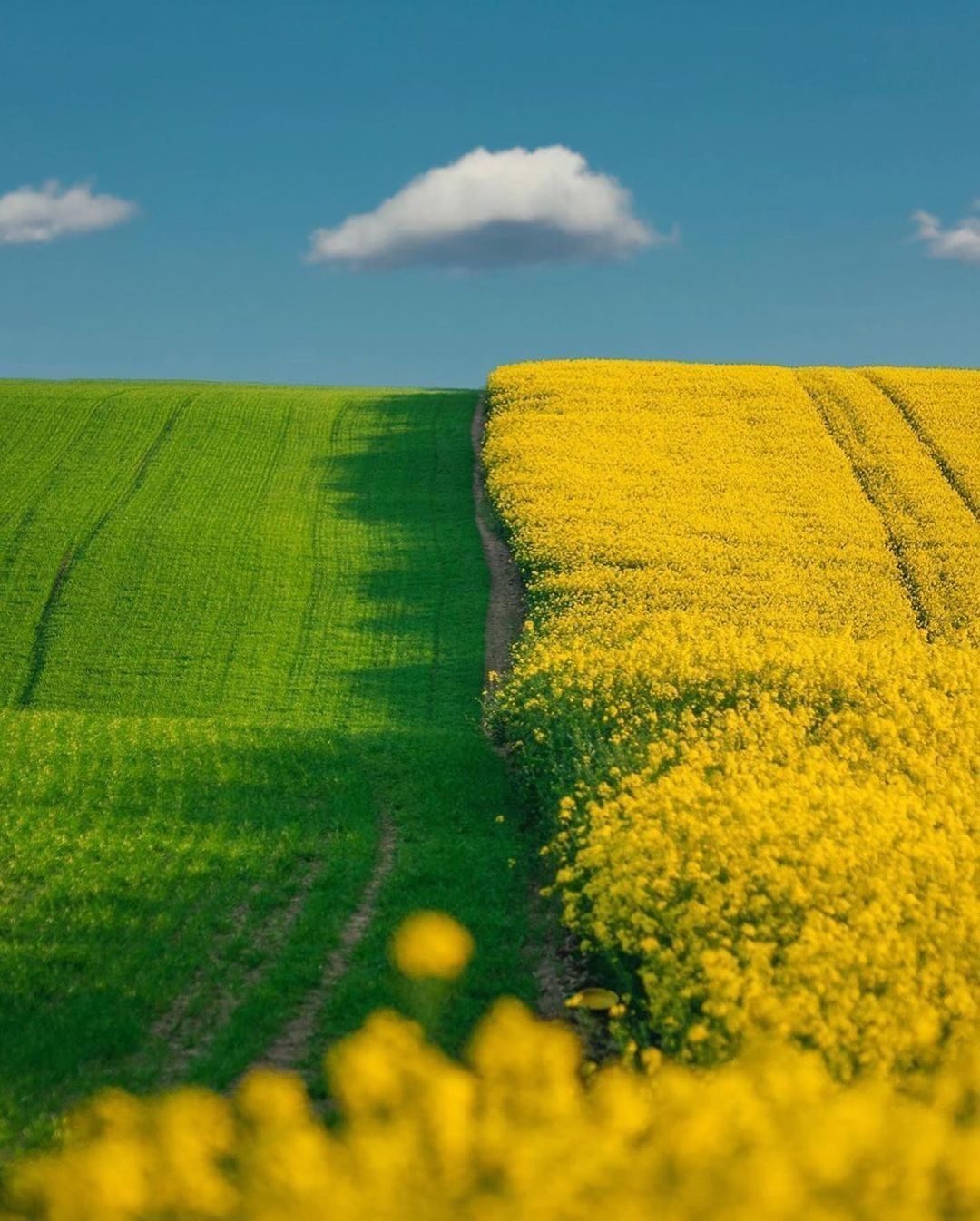 Dreamy fields 💚💛 Follow...