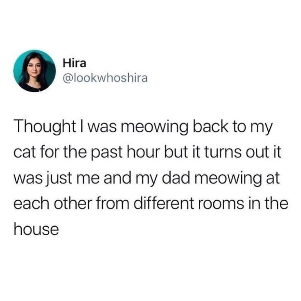 The actual cat was sitting...