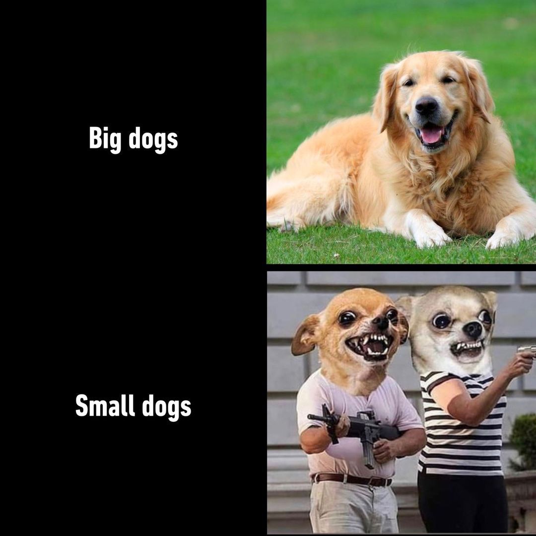 Actually just chihuahuas -...