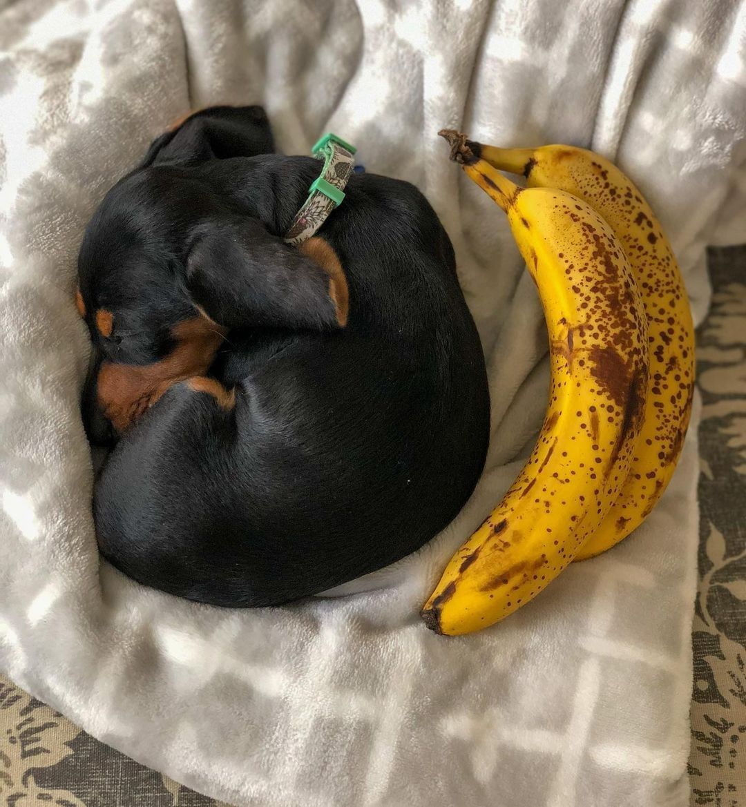 Banana for scale | Follow...