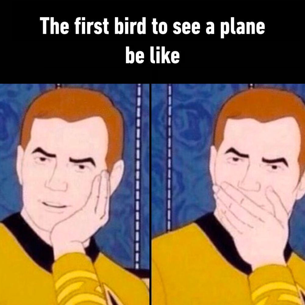 🤯  - #bird #plane #memes...