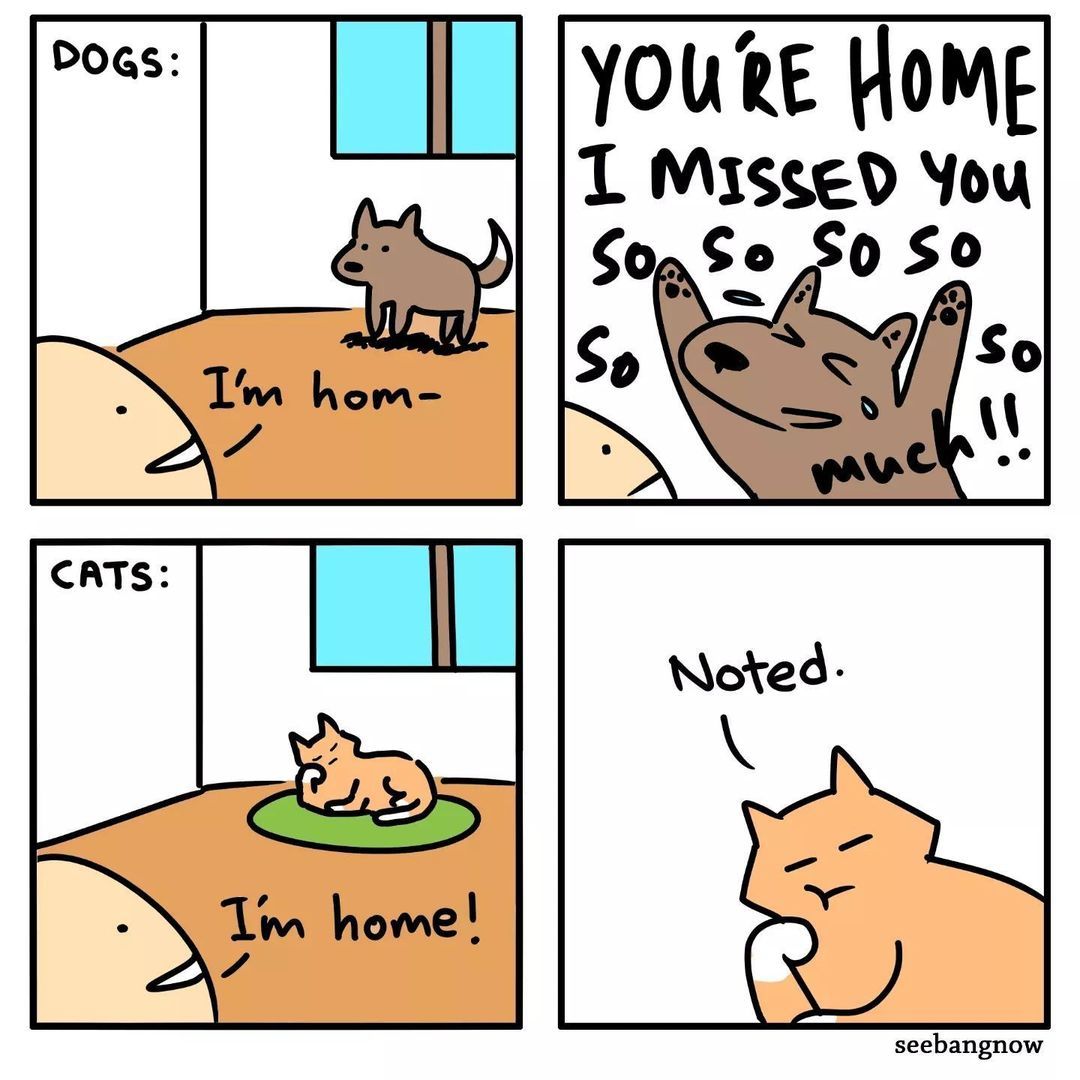 Coming home to dogs VS...