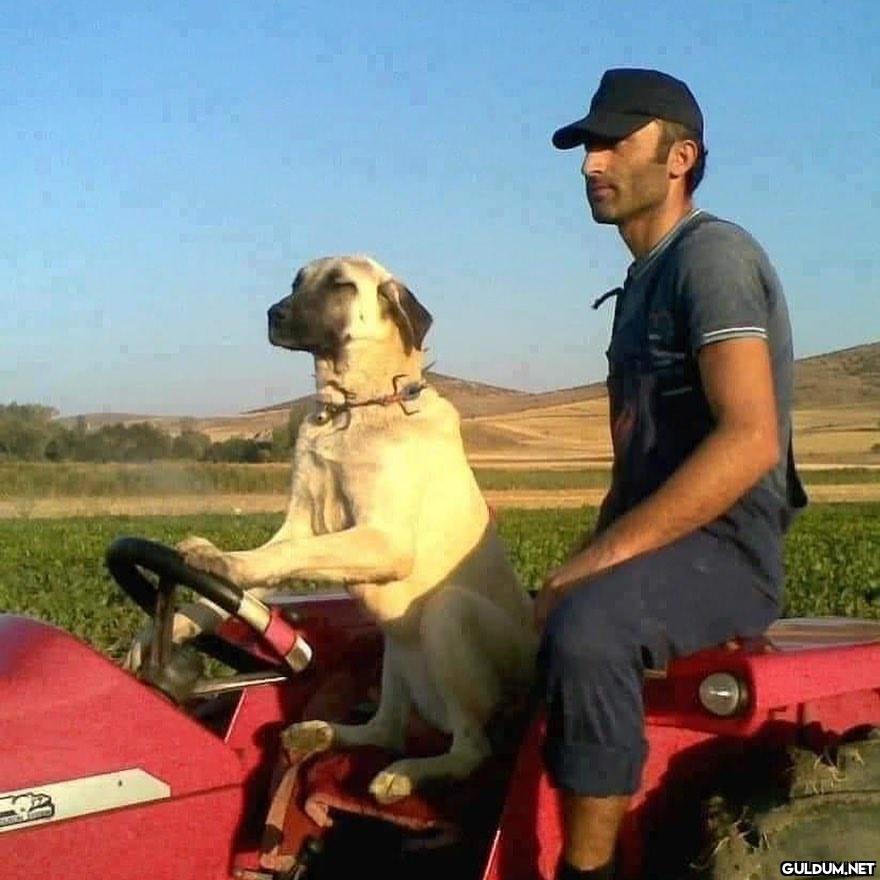 anlamsız fotoğraflar 8930 ...