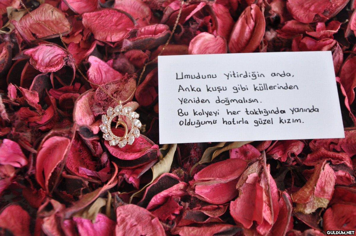 Notun güzelliği✨...