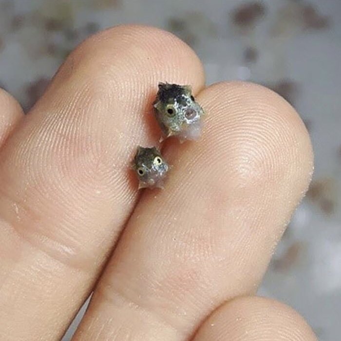 🐠 Büyüdüğünde 2 ton...