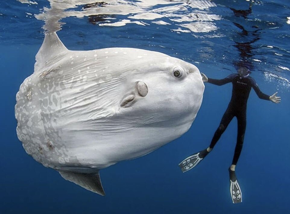 🐠 Büyüdüğünde 2 ton...