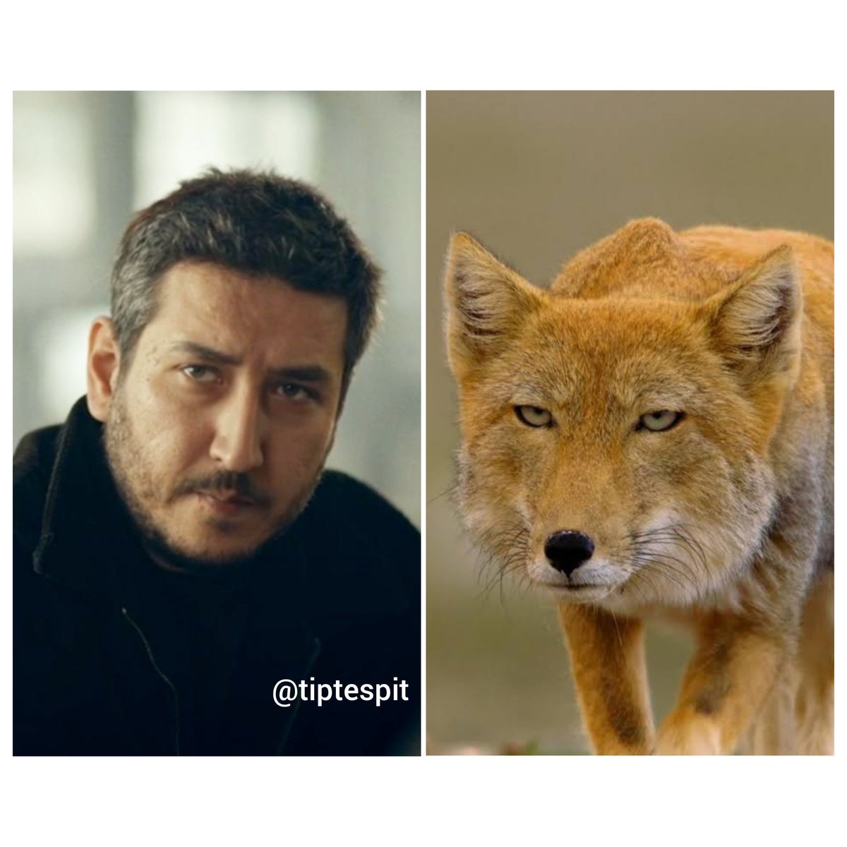 Bu benzerlik şaka mı...